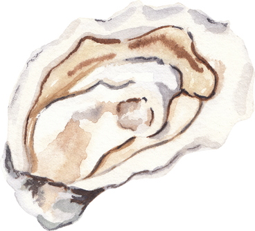 Watercolor seafood illustration. Oyster.