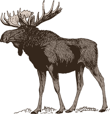 Illustration of a Moose